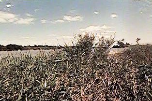 PELD2025.jpg (34255 bytes)